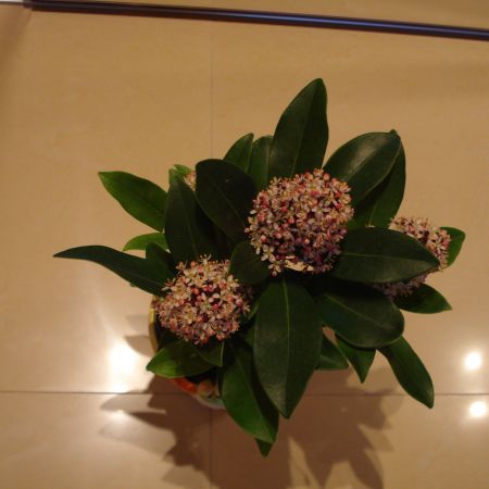 Skimmia japonica(mihaela)